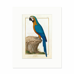 Reproduction Nicolas Robert - The blue Macaw