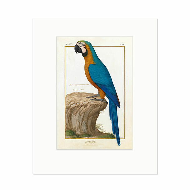 Reproduction Nicolas Robert - The blue Macaw