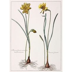 Narcissus sylvestris, multiplex. Narcisse de goumas. Narcissus sylvestris. Narcisse des forêts