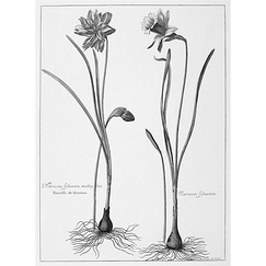 Narcissus sylvestris, multiplex. narcisse de goumas. Narcissus sylvestris. Narcisse des forêts