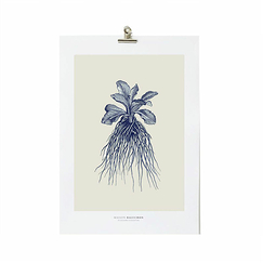 Wall Decoration A3 Herbier du roi - Blue - Maison Baluchon