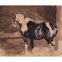 Piebald horse at rest in the stable