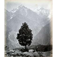 The edible Pine (Pinus Gerardiana) near Chini [Himachal Pradesh. Pin], 1863-1870