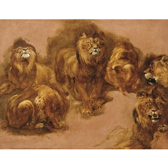 Étude de lions et de lionnes