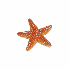 Figurine Starfish - Papo