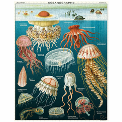 Jellyfish 1 000 Piece Vintage Puzzle - 50 x 70 cm - Cavallini & Co.