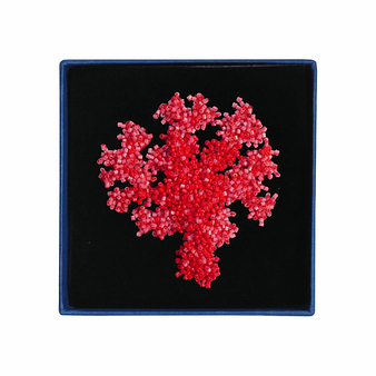 Brooch Coral - Trovelore