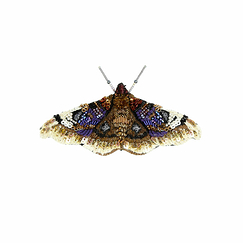 Broche Petit papillon de nuit Empereur - Trovelore