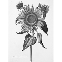 Sunflower - Abraham Bosse