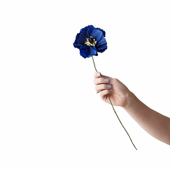 Fleur en papier Pivoine - Bleue