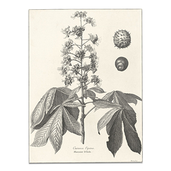 Horse Chestnut - Black or colored version