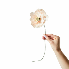 Paper flower Poppy - Nude
