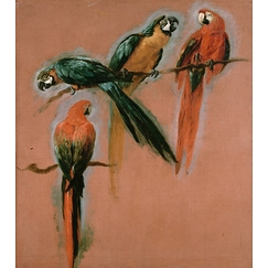 Study of four parrots