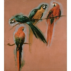 Study of four parrots