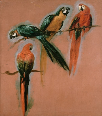 Study of four parrots