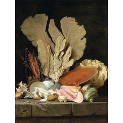 Still Life with Sea Plumes, Lithophytes and Shells