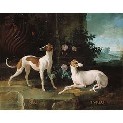 Misse and Turlu, two greyhounds of Louis XV