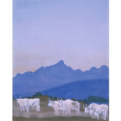 Trois couples de boeufs blancs sur fond de montagnes (les Apennins), le matin