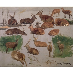 Deer study: 19 sketches