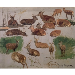 Etude de cerf ; 19 esquisses