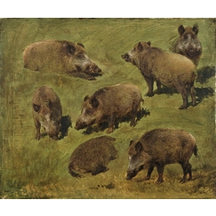 Lying and standing boars: 7 sketches