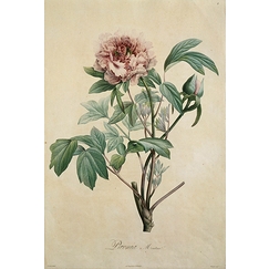 Paeonia moutan