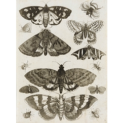 Insect board