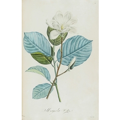 Magnolia yulan