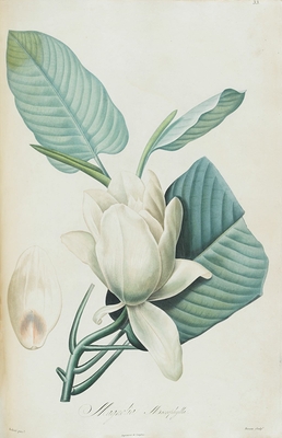Description of the rare plants grown in Navarre and Malmaison II/II