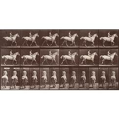 Animal Locomotion: White horse at the step