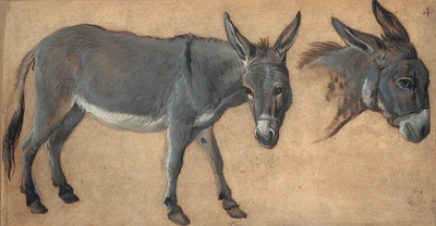 Donkey study