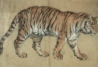 Tiger walking to the right