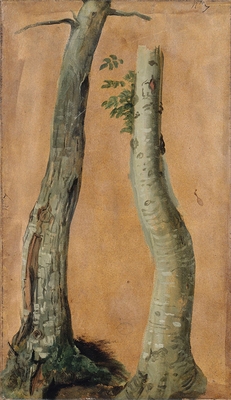 Study of tree trunks