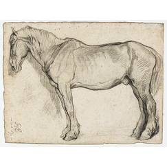 Etude de cheval