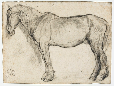 Horse study