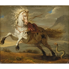 Horse frightened by a snake