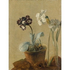 Still life of narcissus and stachys byzantina