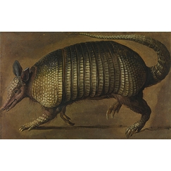 Walking armadillo