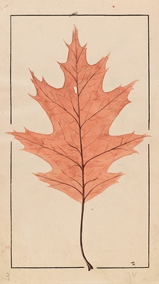 American Red Oak
