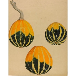 Trois études de courge - Cucurbita