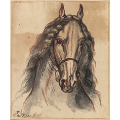 Horse head, front view