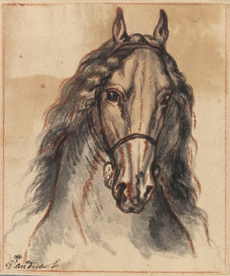 Horse head, front view