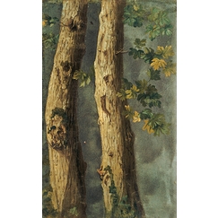 Deux troncs d'arbres avec feuillages et branche de lierre