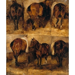 Etudes de chevaux