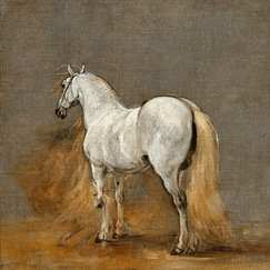 White horse. Study