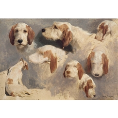 Study of hunting dogs; 8 sketches