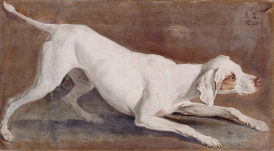 Study of white dog \"Tane\"
